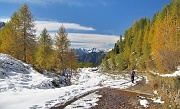 62 Si scende tra neve e larici dorati...